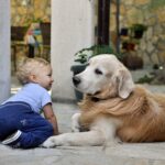 animaux bébé